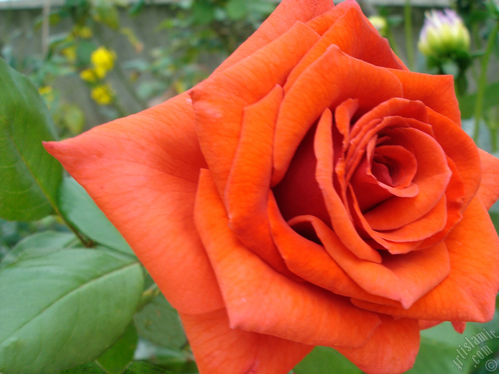 Red rose photo.
