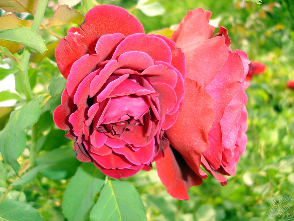 Red rose photo.
