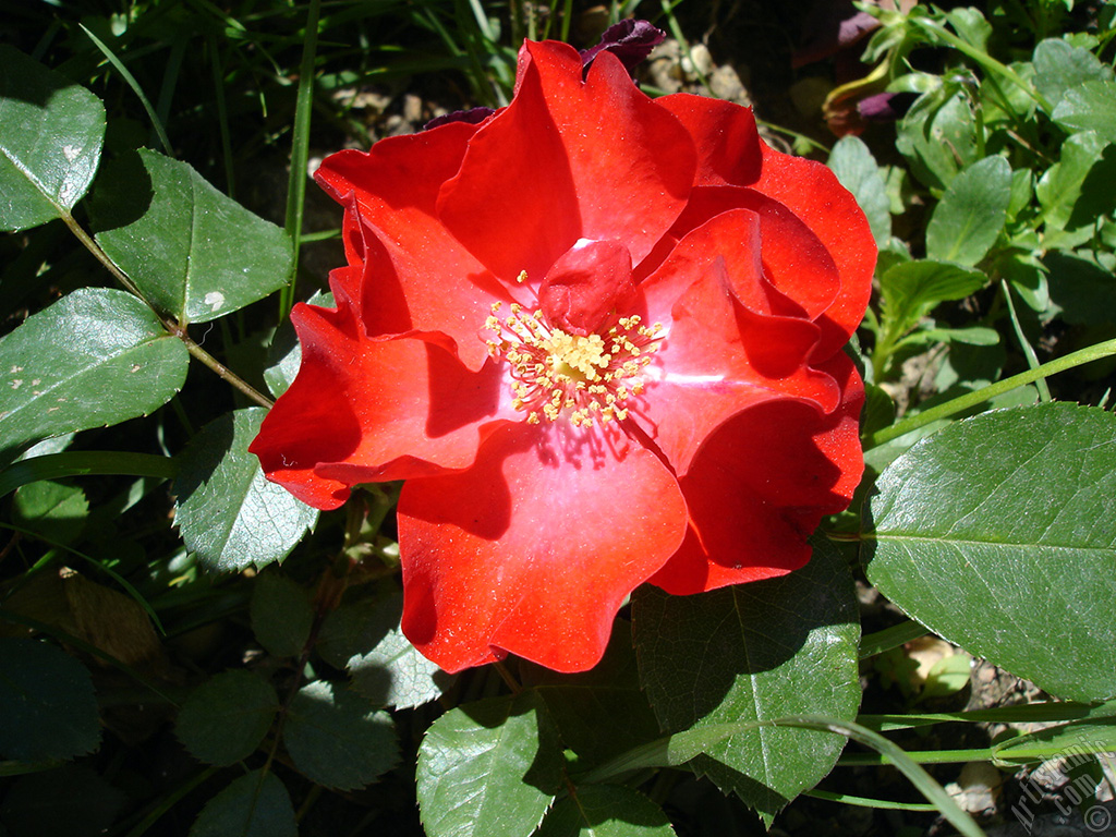 Red rose photo.
