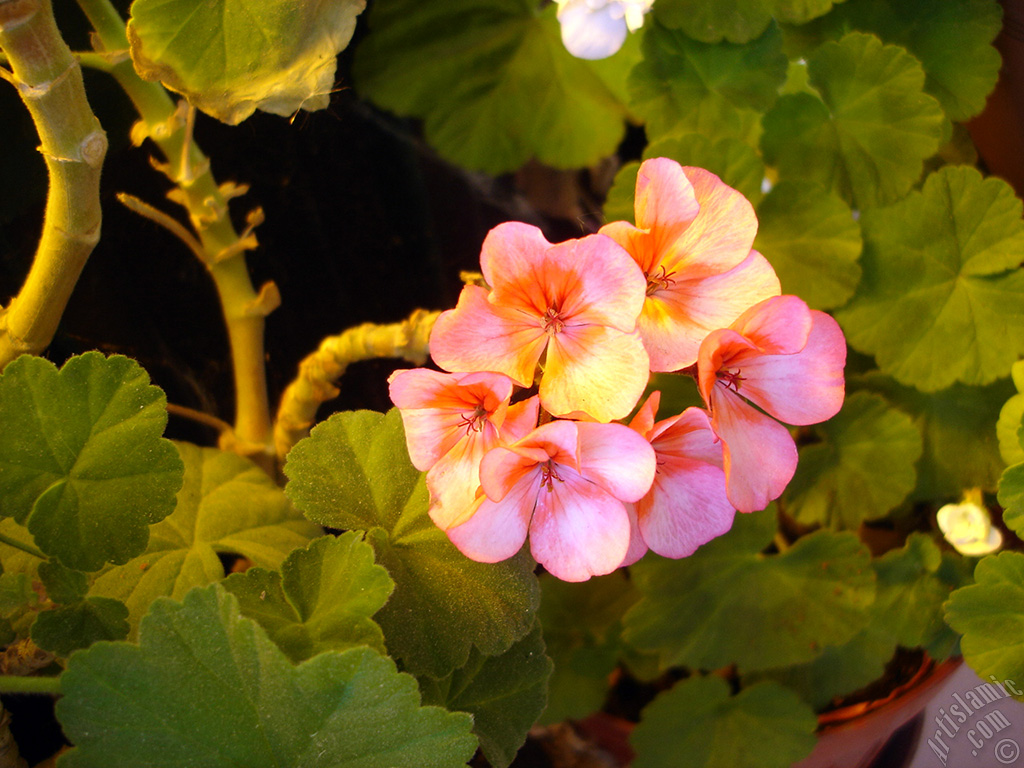 Pink and red color Pelargonia -Geranium- flower.
