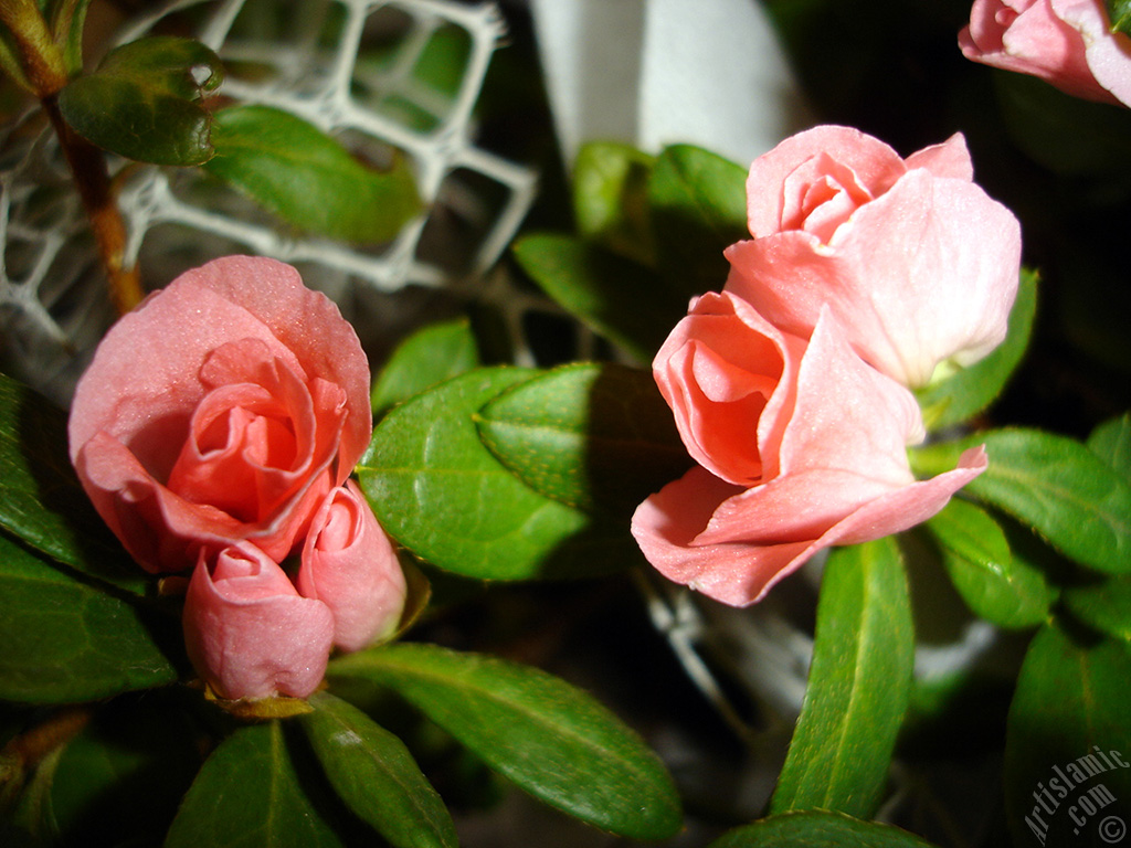 Pink color Azalea -Rhododendron- flower.
