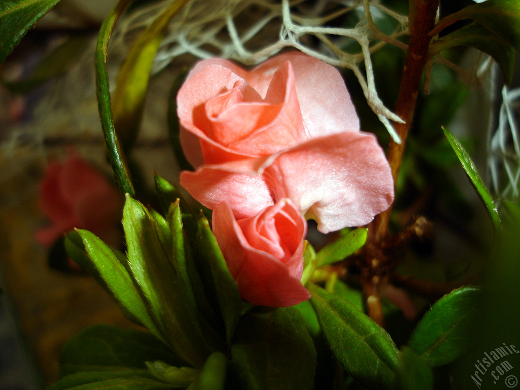 Pink color Azalea -Rhododendron- flower.
