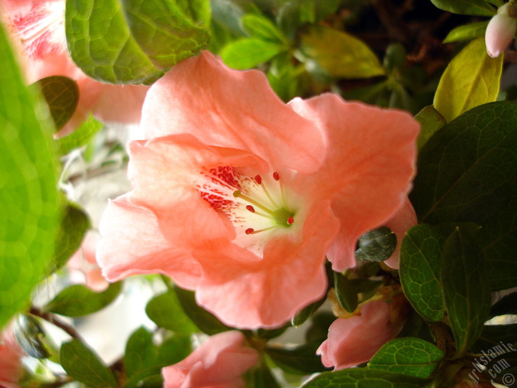Pink color Azalea -Rhododendron- flower.
