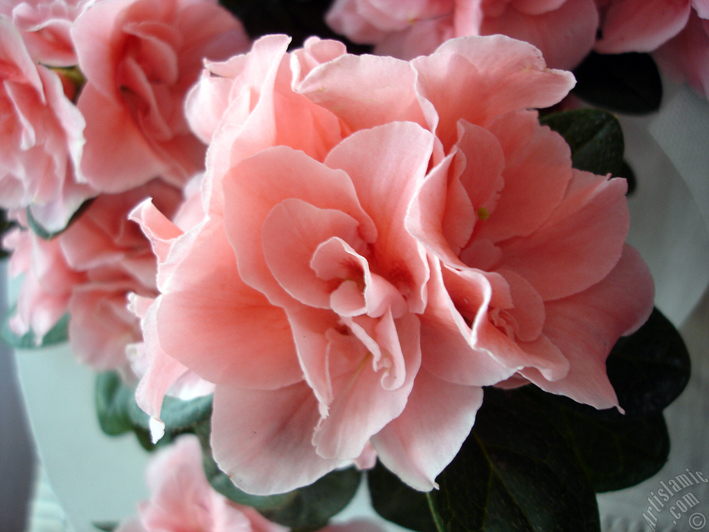 Pink color Azalea -Rhododendron- flower.
