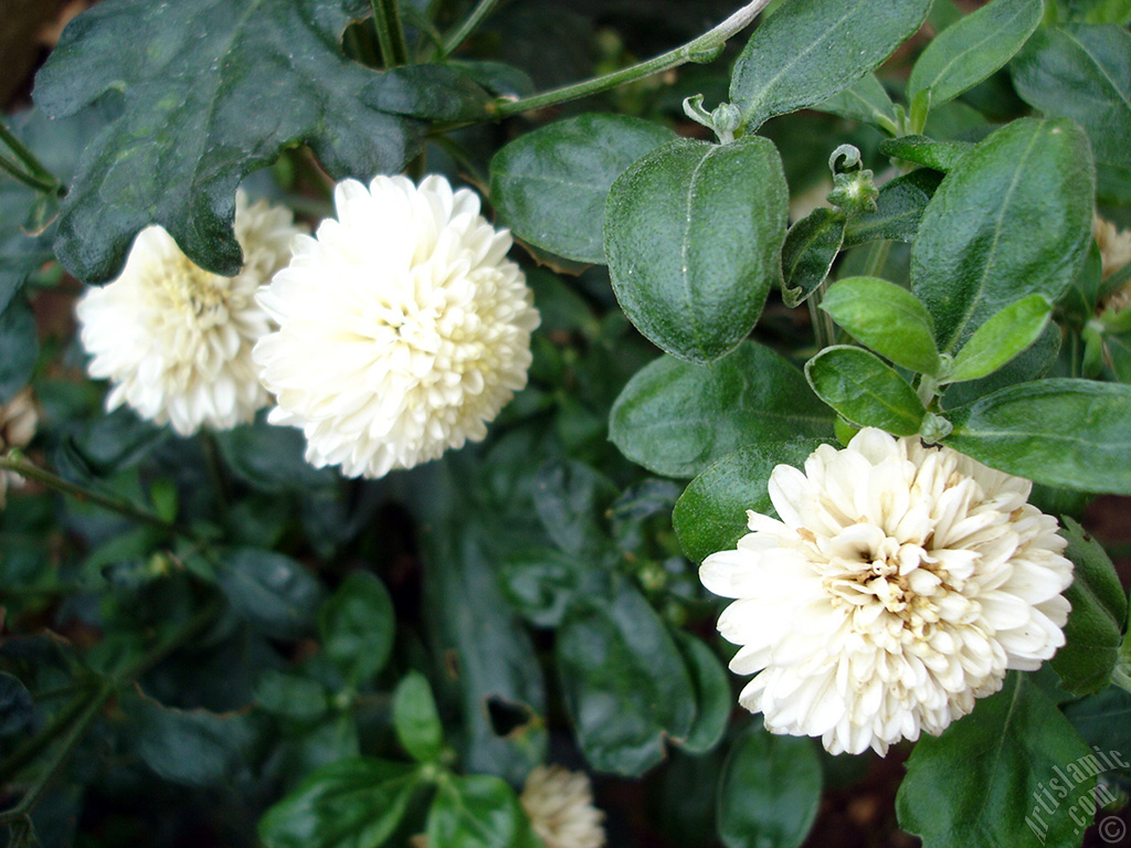 Dahlia flower.

