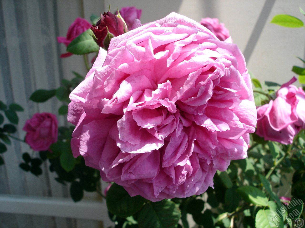 Pink rose photo.
