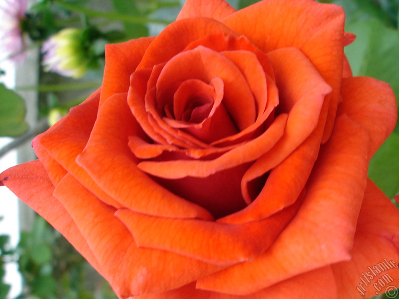Red rose photo.
