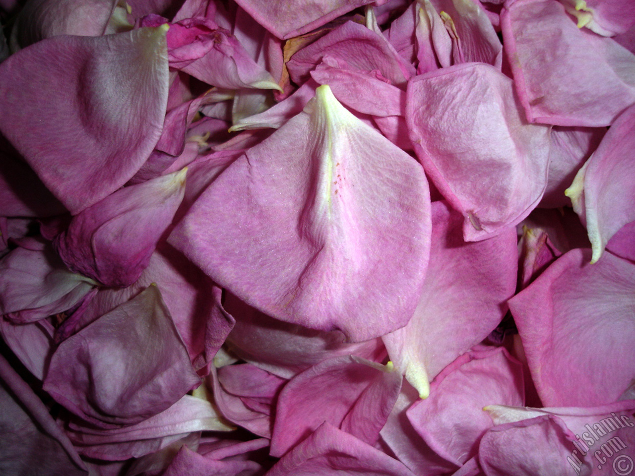 Rose leaves.
