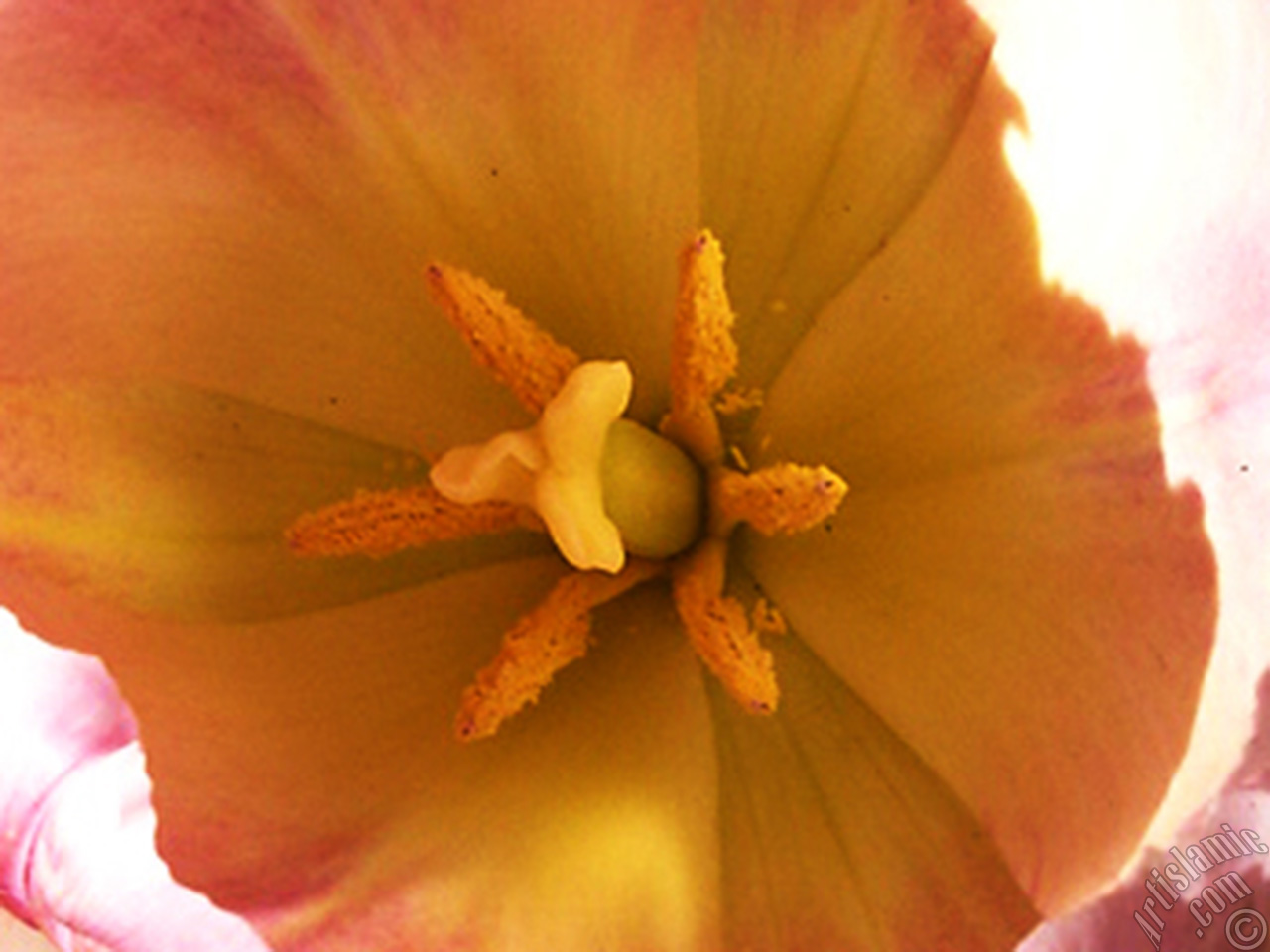 Pink color Turkish-Ottoman Tulip photo.
