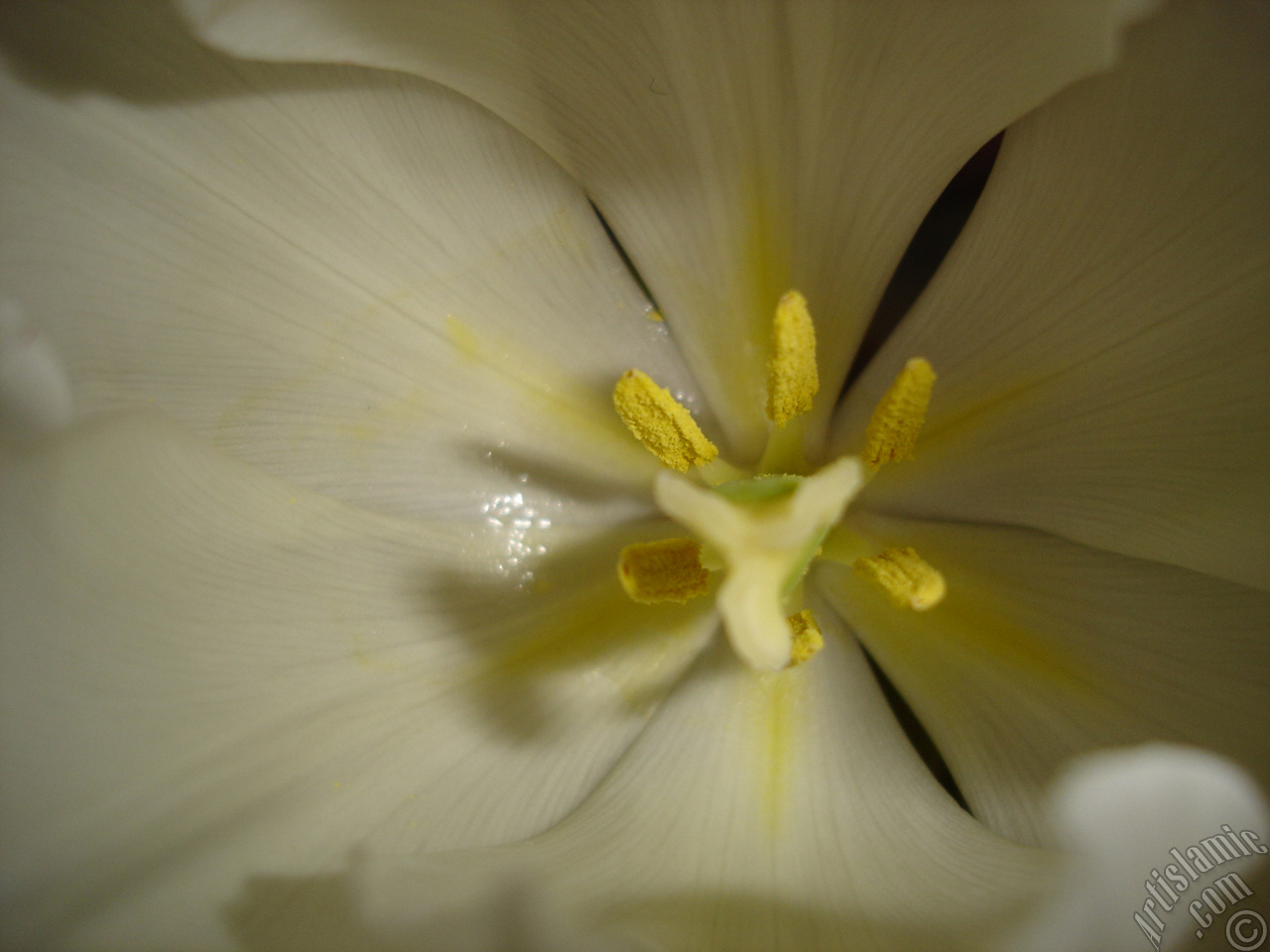 White color Turkish-Ottoman Tulip photo.

