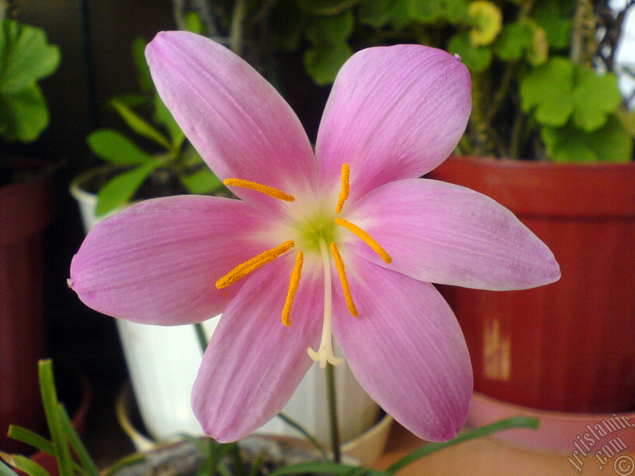 Pink color flower similar to lily.
