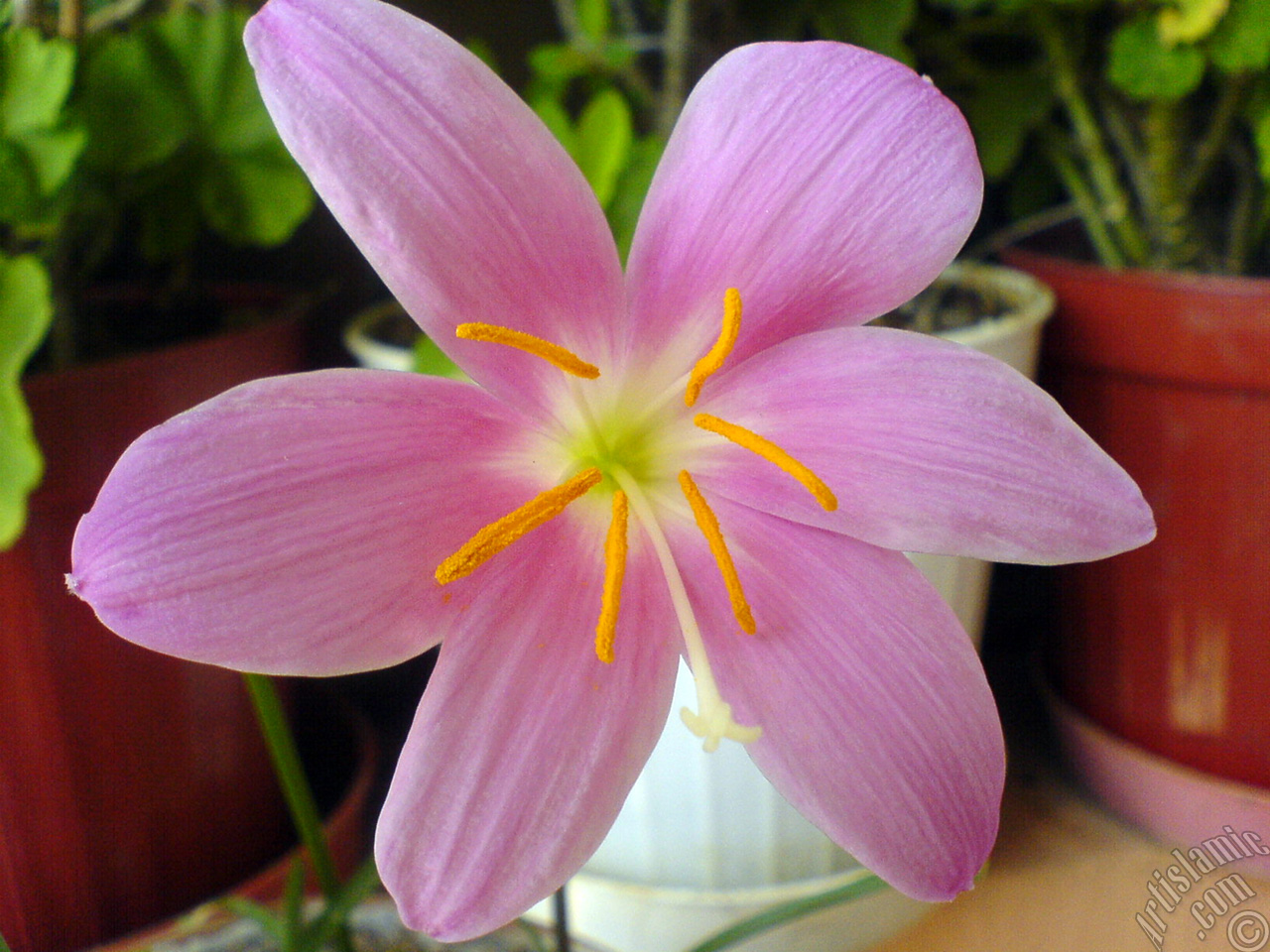 Pink color flower similar to lily.
