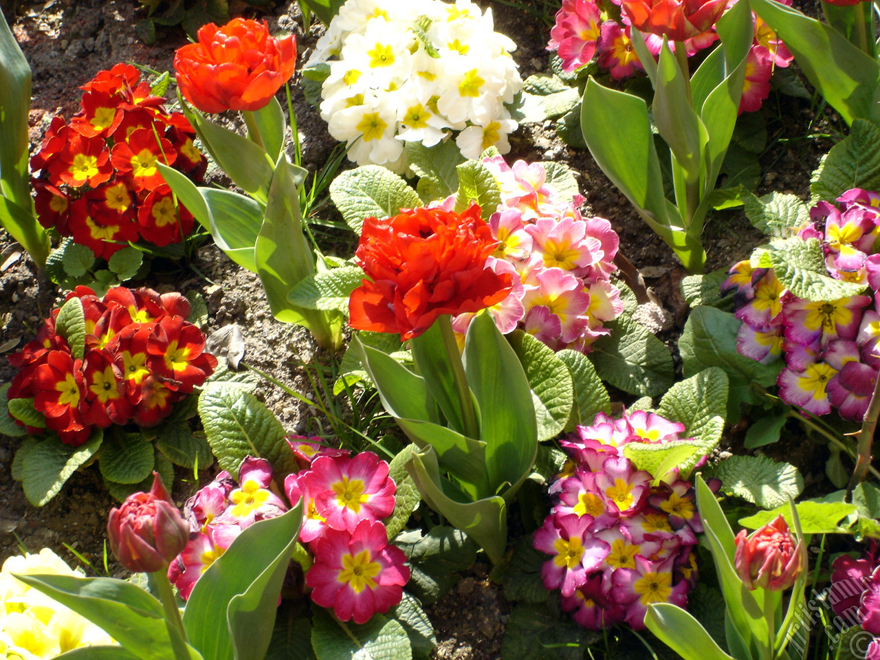 Primrose flower.
